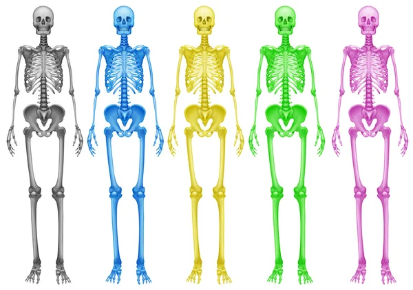 Esqueletos de colores — Archivo Imágenes Vectoriales