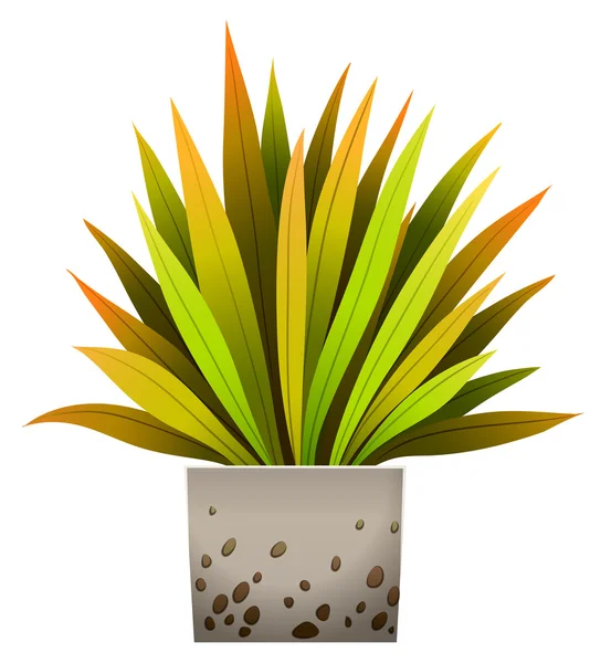 Eine dekorative Pflanze — Stockvektor