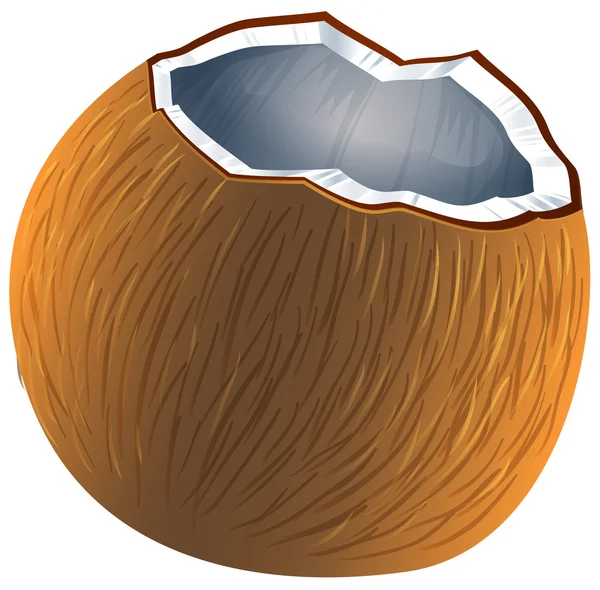 A coconut fruit — Stock Vector