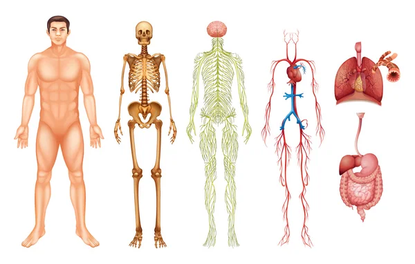 Human body systems — Stock Illustration Human body systems Royalty Free Stock Vectors