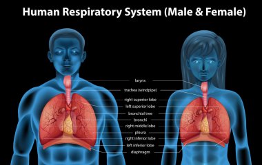 Human respiratory system clipart