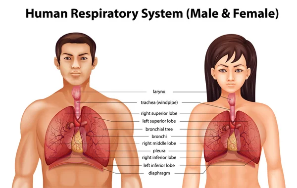 Human respiratory system — Stock Vector