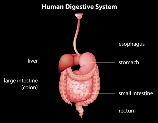 Système digestif humain — Image vectorielle