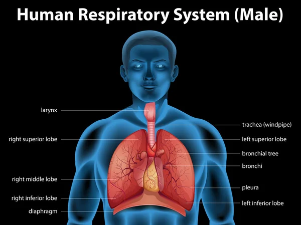 Human respiratory system — Stock Vector