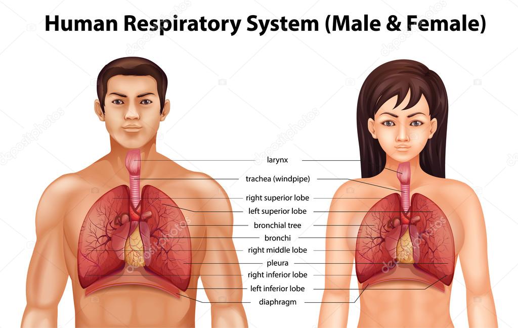 Human respiratory system