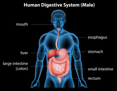 İnsan sindirim sistemi