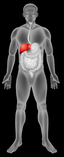 La función hepática en el sistema digestivo — Vector de stock