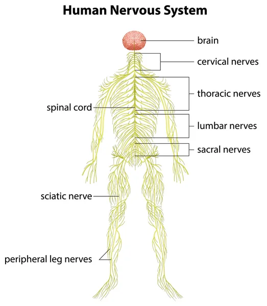 Human nervous system — Stock Vector