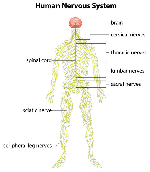 Human nervous system