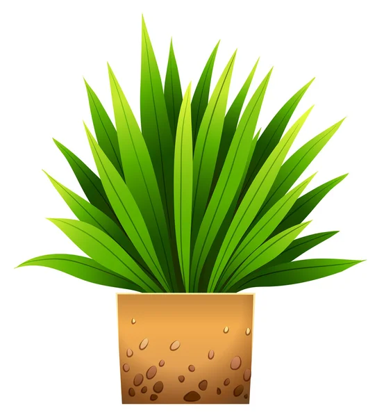 Planta — Vector de stock