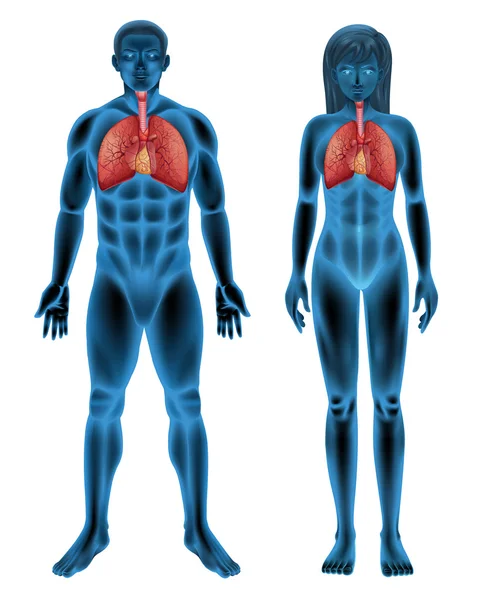 Sistema respiratorio humano — Archivo Imágenes Vectoriales