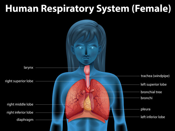 Человеческая дыхательная система
