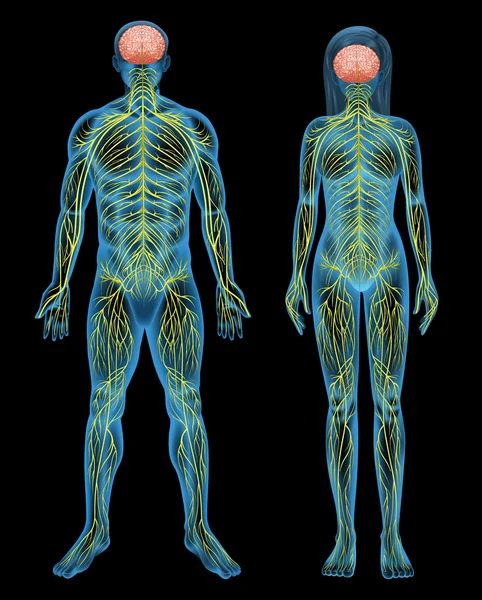 Système nerveux humain — Image vectorielle