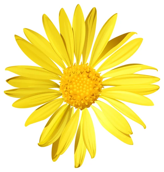 Eine Sonnenblume — Stockvektor