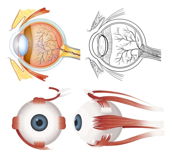 Anatomia dell'occhio — Vettoriale Stock