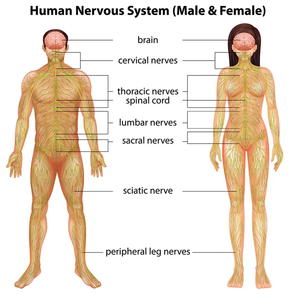 Sistema nervoso humano — Vetor de Stock