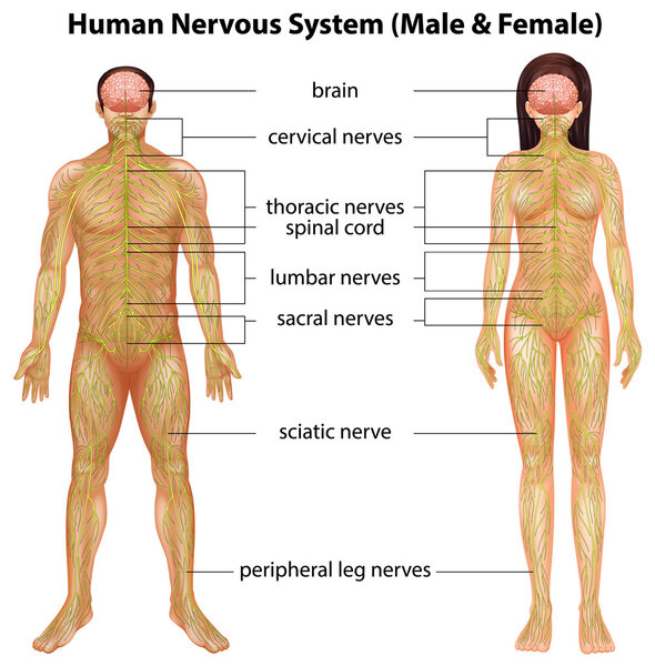 Human nervous system