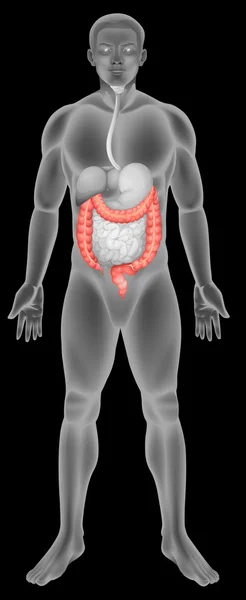 Le gros intestin — Image vectorielle