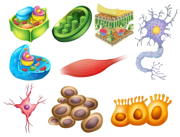 Diverse cellule di biologia — Vettoriale Stock