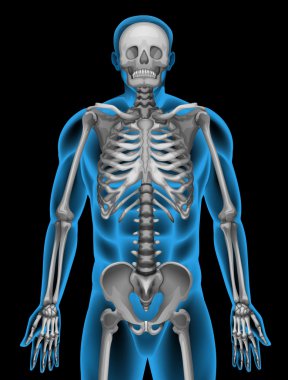 A man's skeleton system clipart