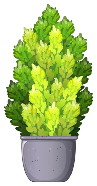 Een decoratieve kamerplant — Stockvector