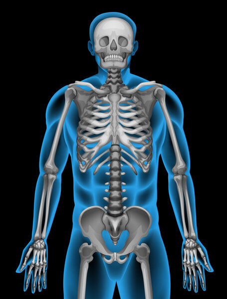 A man's skeleton system