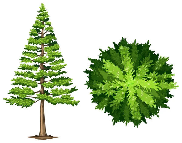 A pine tree — Stock Vector
