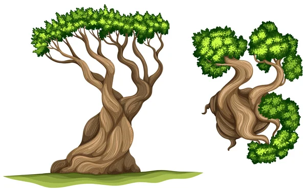 Bristlecone çam ağacı — Stok Vektör