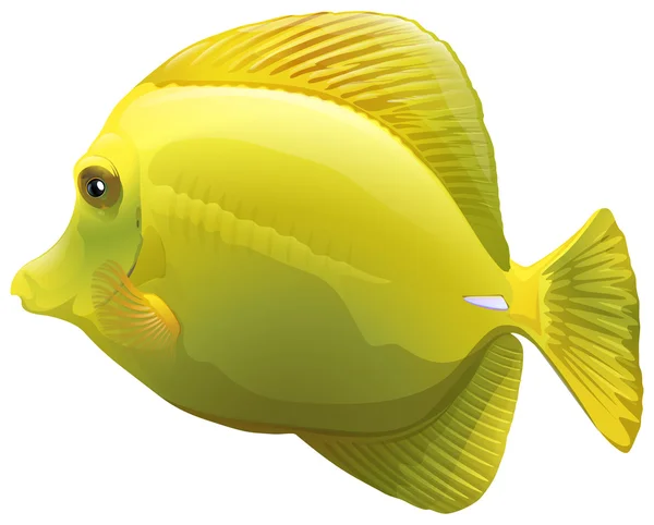 Ένα κίτρινο ψάρι — Διανυσματικό Αρχείο