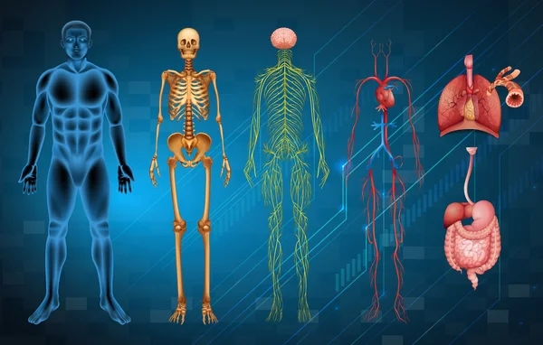 Human body systems — Stock Illustration Human body systems Vector Graphics