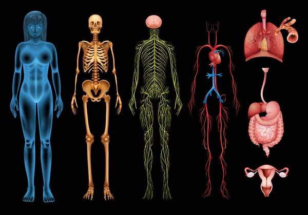 Sistemas del cuerpo humano — Archivo Imágenes Vectoriales