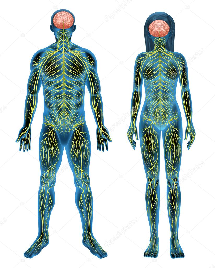 Human nervous system