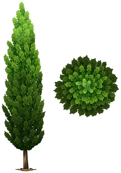 Una planta columnar sueca — Vector de stock