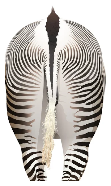 Uma zebra — Vetor de Stock