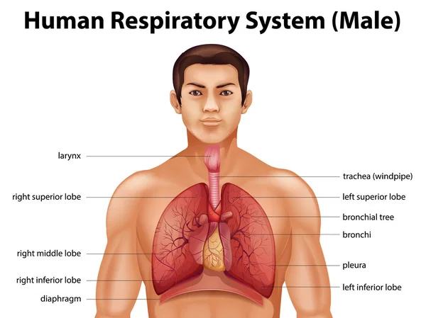 Menselijke ademhalingswegen — Stockvector