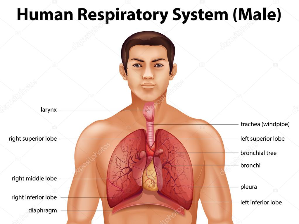 Human respiratory system