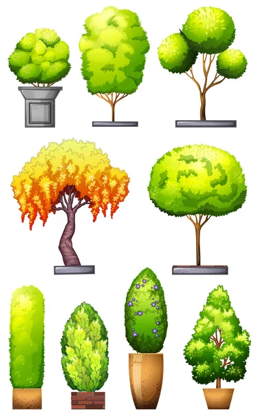 集的装饰性植物 — 图库矢量图片