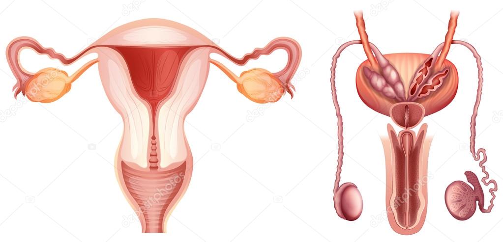 The male and female reproductive systems