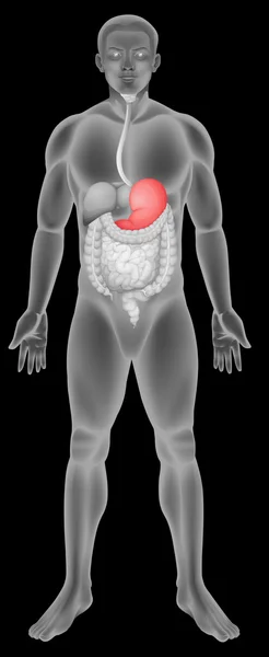 Желудочно-кишечная система — стоковый вектор