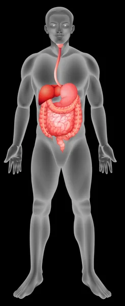 Sistema digestivo — Vector de stock