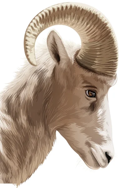 Mountain goat — Stock Vector