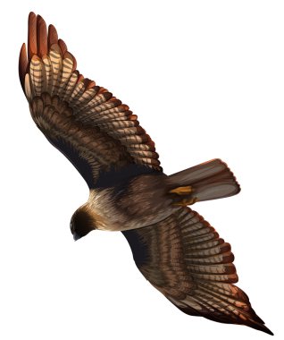 An eagle clipart