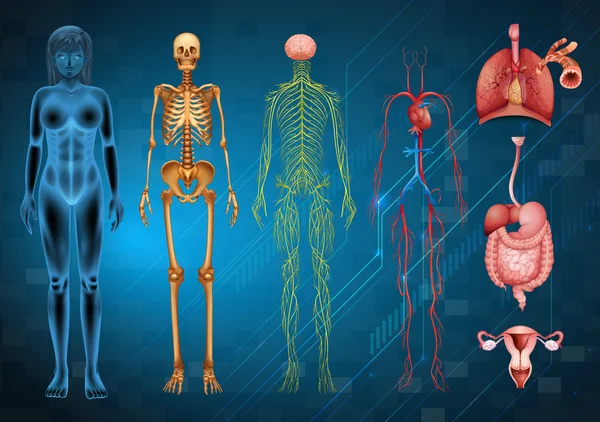 Sistemas del cuerpo humano — Vector de stock