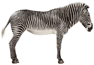 Zebra
