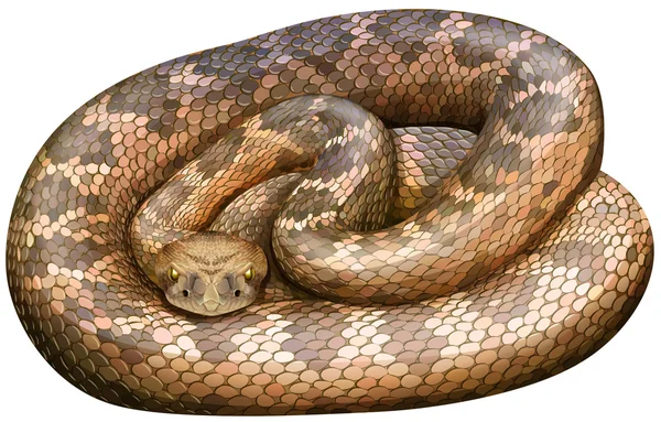 Гремучая змея — стоковый вектор
