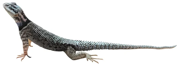 Un lézard — Image vectorielle