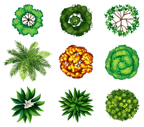 Un grupo de plantas — Archivo Imágenes Vectoriales