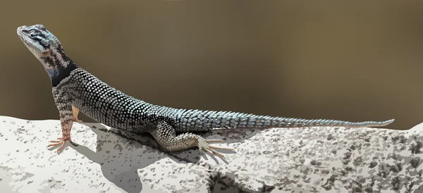 Un lézard — Image vectorielle