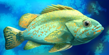 A fish clipart