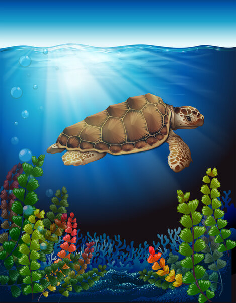 A sea turtle underwater